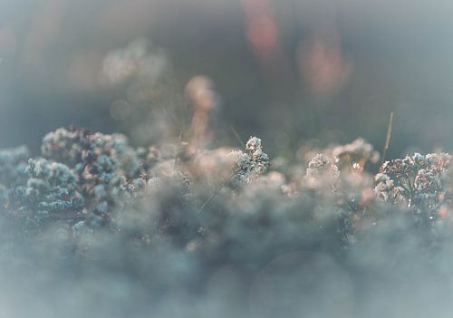 Wolfhezerheide part 121