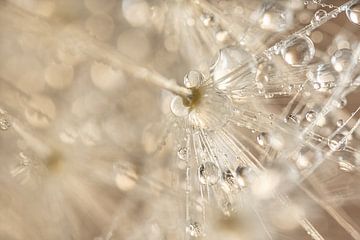 Abstraction: Drops and fluff fade away by Marjolijn van den Berg