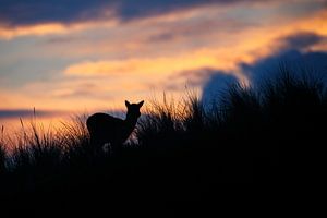 Laatste licht.. van Pim Leijen