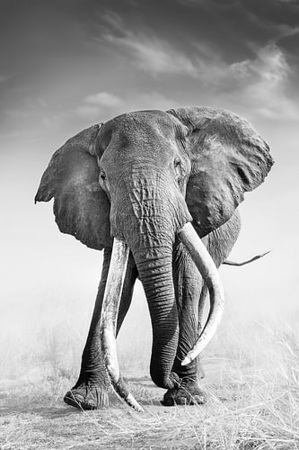 Big Tusker Craig – Amboseli