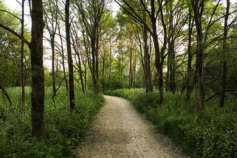 Sand road through the forest during sunset by Daphne Dorrestijn