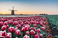 Typical dutch