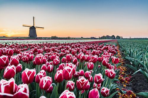 Typisch holländisch