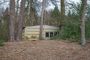 Beton im Wald