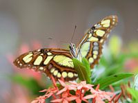 Nahaufnahme eines grün-braunen Schmetterlings