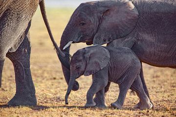 Les enfants éléphants sur Peter Michel