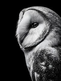 Owl - Calm elegance in a monochrome side profile by drdigitaldesign