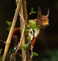 Mother squirrel keeps a close eye on things.