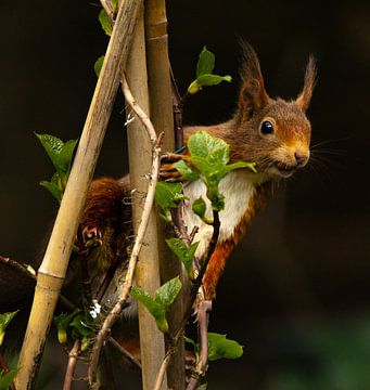 Mutter Eichhörnchen behält alles genau im Auge. von Wouter Van der Zwan