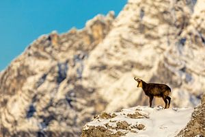 Chamois en hiver devant Watzmann