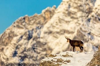 Gämse  im Winter vor Watzmann