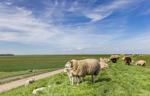 Sheep grazing on a dike in Friesland