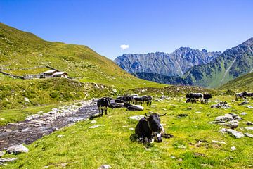 Koeien op de alpenweide bij Seebachsee van Christa Kramer