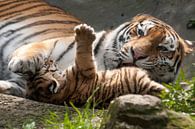 Sibirischer Tiger : Tierpark Amersfoort von Loek Lobel Miniaturansicht