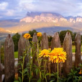 Bloemen in de Alpen van Yajie Wang-Campagne