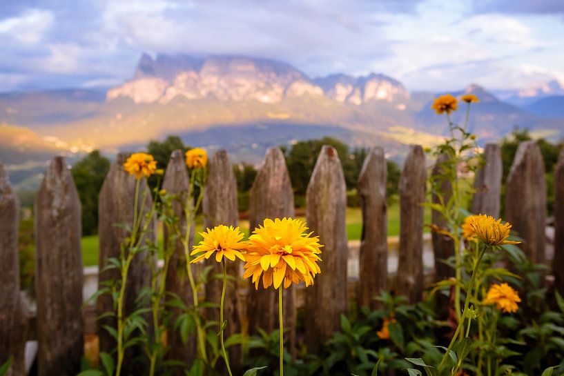 Bloemen in de Alpen van Yajie Wang-Campagne