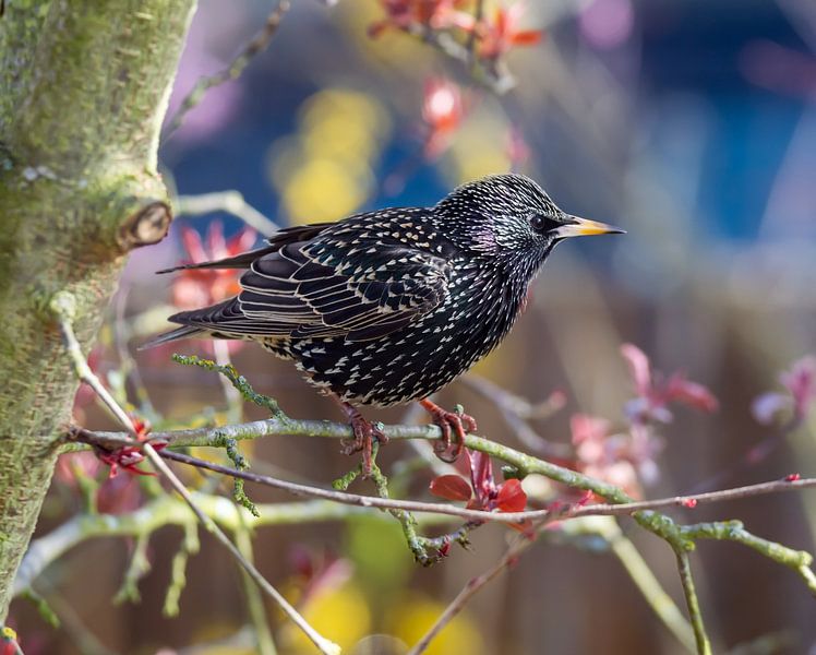 Ein Star sitzt auf einem Ast von ManfredFotos