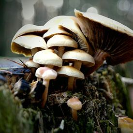 Veluws pracht II van Sabine Witteveen