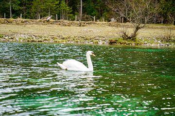 A swan along the River Isar with alpine mountains in the background. by Miriam Schwarzfischer Fotografie