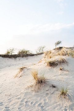 Duinen tijdens het gouden uur van Marit Hilarius