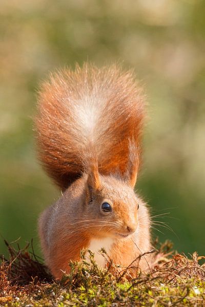 Portret van een eekhoorn van Arjan van de Logt