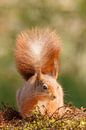 Portret van een eekhoorn van Arjan van de Logt thumbnail