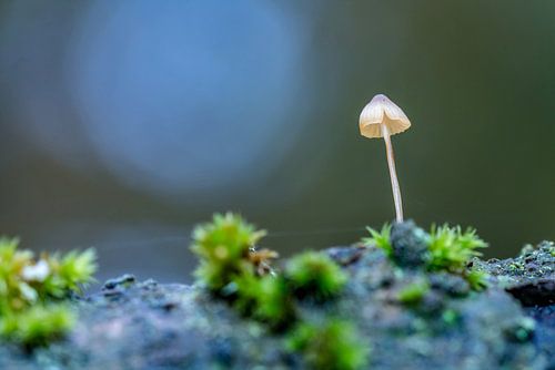 Paddenstoelen op Texel