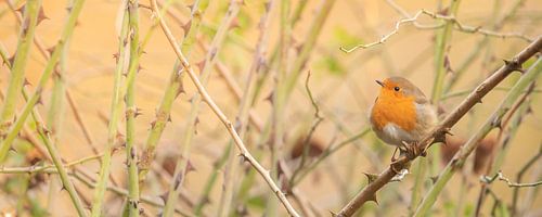 Keine Rosen ohne Dornen