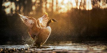 Gans met vleugels open goldenhour waterdruppels van Jasper Steenbreker