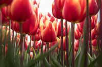 Middenin een rood/geel tulpenveld