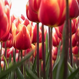 Middenin een rood/geel tulpenveld van Bianca de Haan