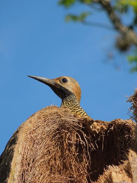 Nieuwsgierige vogel Cuba van Lin McQueen