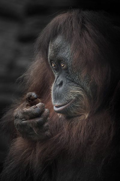 Sly smart look smile of a female orangutan, red hair darkened edges photo, portrait in profile by Michael Semenov