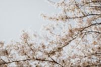 Blüte 7 - Isis Sturtewagen