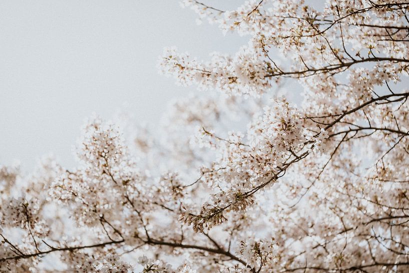 Blossom 7 - Isis Sturtewagen by Isis Sturtewagen