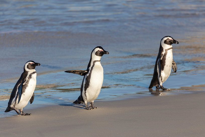 Wilde pinguïns van Dennis Eckert