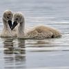 Poussins cygnes sur Andreas Müller