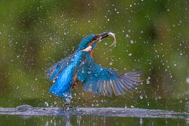 Eisvogel mit Fisch in Aktion von Lies Bakker