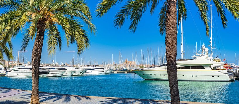 Palma de Mallorca met luxe jachten en kathedraal La Seu van Alex Winter