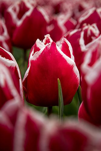 De Tulpen: samen maar toch alleen