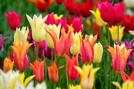 Kleurijke tulpensoorten von Joke Beers-Blom