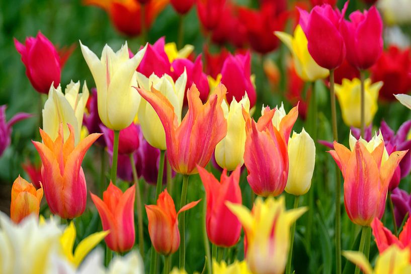 Kleurijke tulpensoorten by Joke Beers-Blom