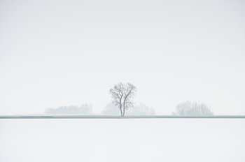 Eenzame boom in mistig landschap