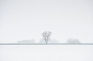 Eenzame boom in mistig landschap van Dirk-Jan Steehouwer