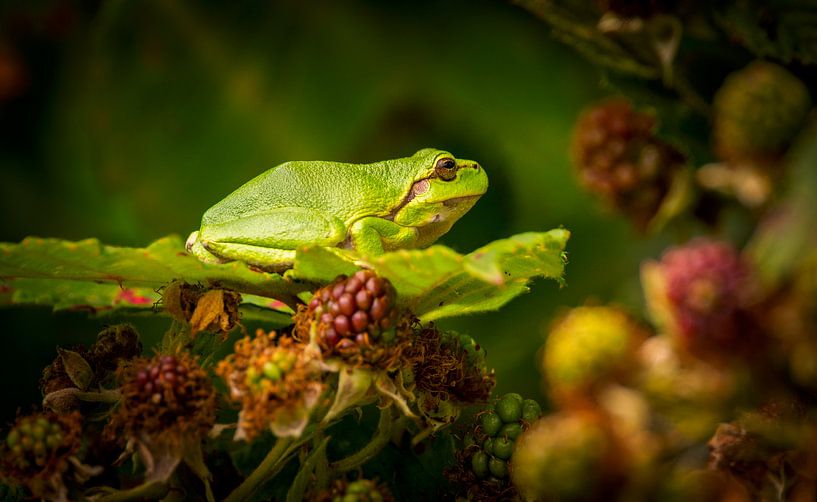 De boomkikker by Henk v Hoek