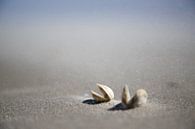Sandsturm und Muscheln auf  schiermonnikoog von Karijn | Fine art Natuur en Reis Fotografie Miniaturansicht