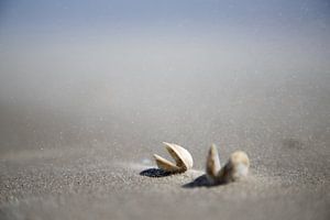 zandstorm en schelpen op schiermonnikoog van Karijn | Fine art Natuur en Reis Fotografie