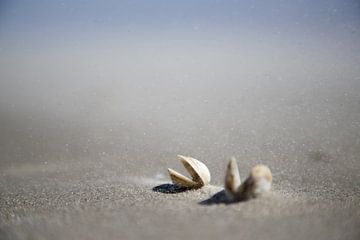 tempête de sable et coquillages sur l'œil du moine argenté sur Karijn | Fine art Natuur en Reis Fotografie