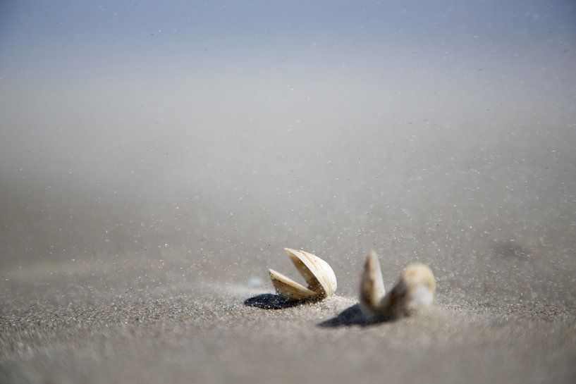 zandstorm en schelpen op schiermonnikoog van Karijn | Fine art Natuur en Reis Fotografie