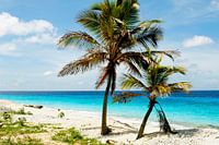 Palmbomen en strand dat doet me ergens aan denken